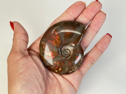 Opalized Ammonite (2.6", 65mm)