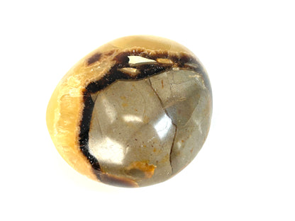 Septarian Palm Stone (2", 52mm)