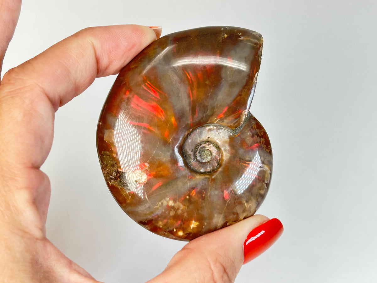 Opalized Ammonite (2.6", 65mm)