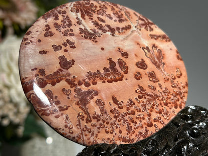 Picture Jasper Slice #255