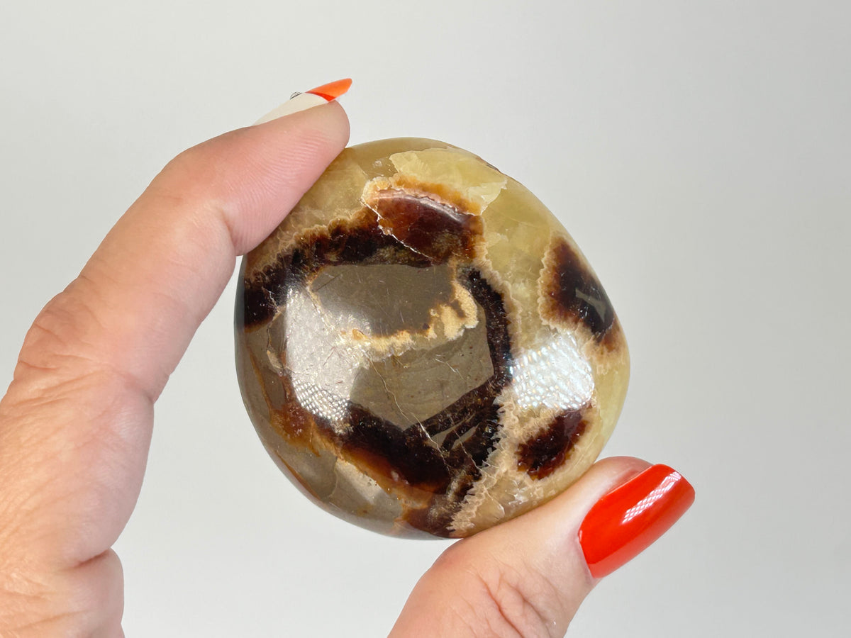 Septarian Palm Stone (2", 52mm)