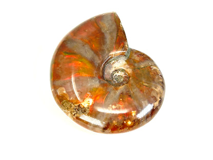 Opalized Ammonite (2.6", 65mm)