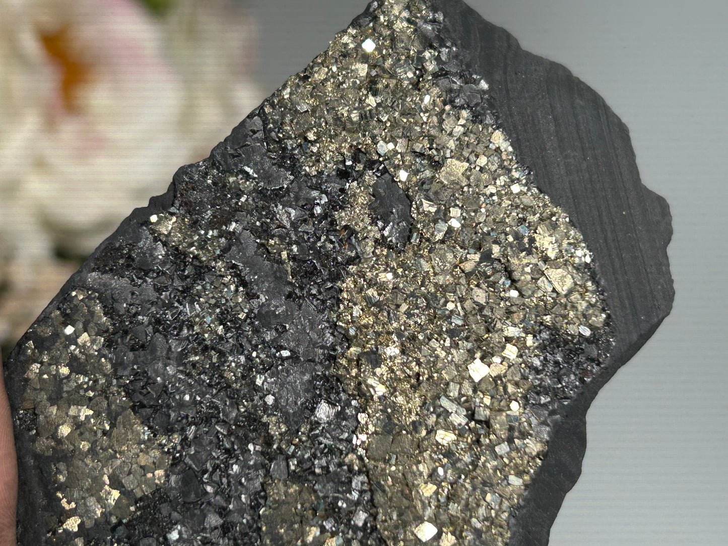 Pyrite on Shungite (4.2", 106mm)