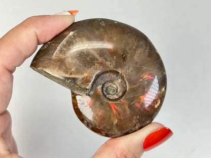 Opalized Ammonite (2.6", 65mm)