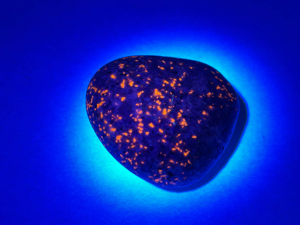 A teardrop-shaped black Yooperlite fluorescent Pebble with glowing orange inclusions, photographed under blue light on a blue background.