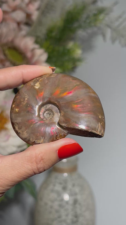 Opalized Ammonite (2.6", 65mm)