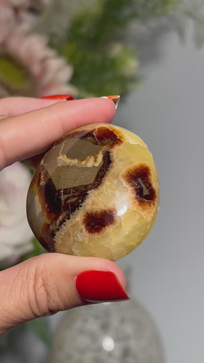 Septarian Palm Stone (2", 52mm)